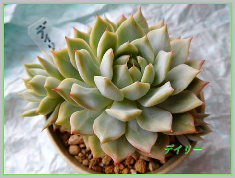 DSCN1124