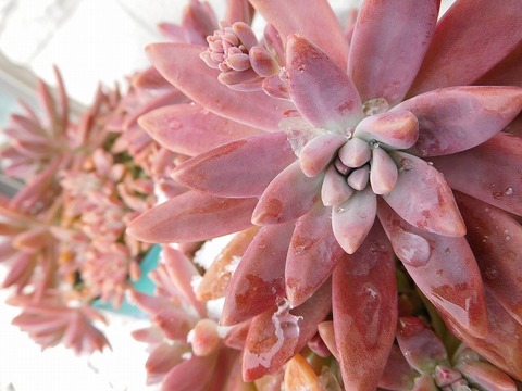 DSCN3990