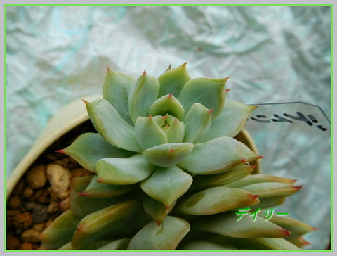 DSCN1126