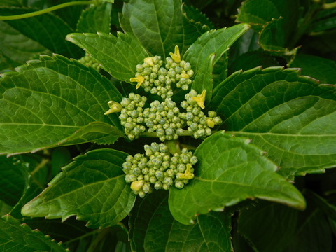 DSCN0308