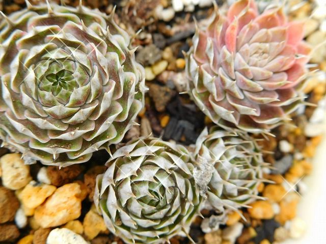 岩蓮華やミセバヤ 手づくり 日々の暮らし 岩蓮華やミセバヤ 手づくり 日々の暮らし