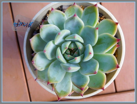 DSCN9888
