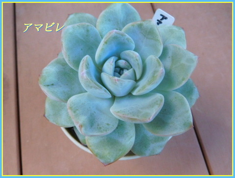 DSCN0270[1]
