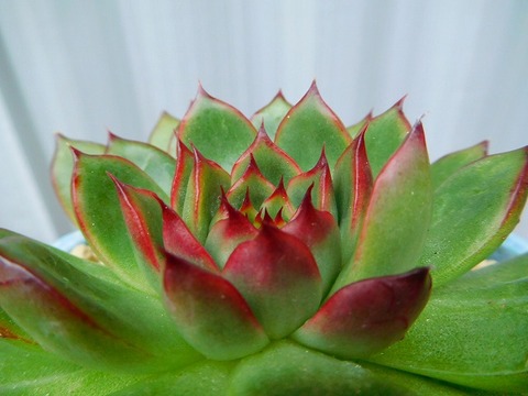 DSCN2934