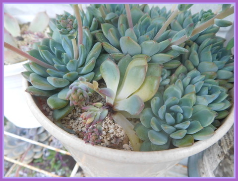 DSCN2186