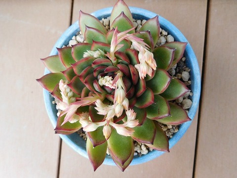 DSCN4532