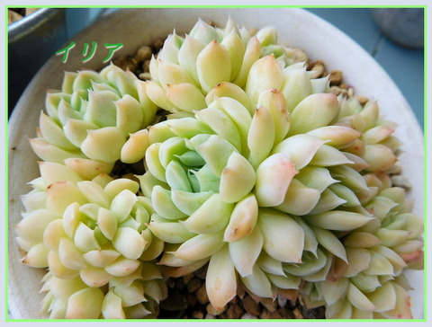 DSCN0133