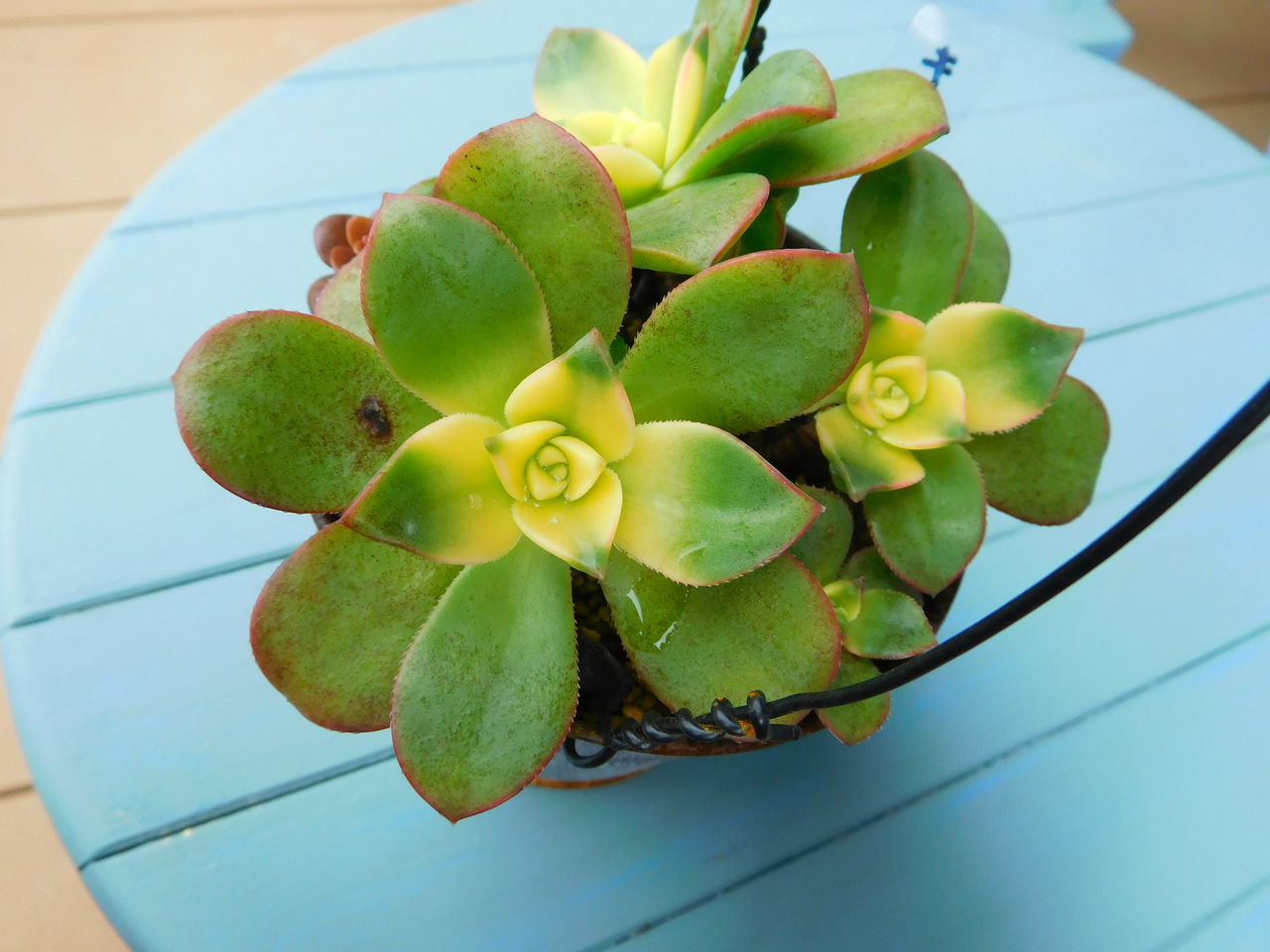 金盛丸の植え替えとキウイの復活 手づくり 日々の暮らし 金盛丸の植え替えとキウイの復活 手づくり 日々の暮らし