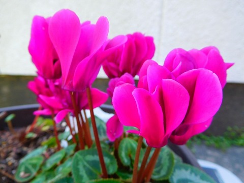 DSCN0521