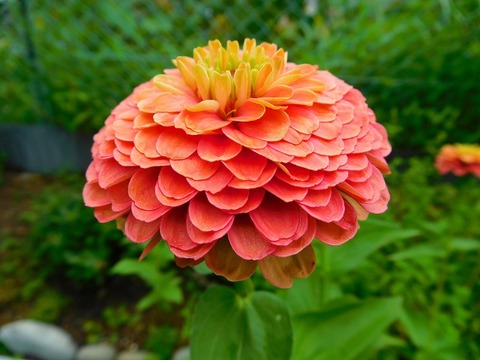 DSCN6109
