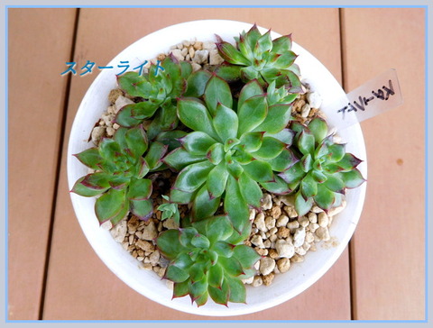 DSCN0221[1]