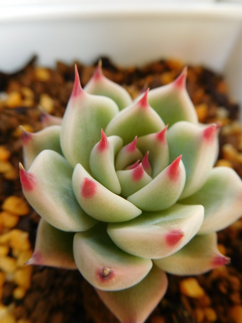 DSCN9916