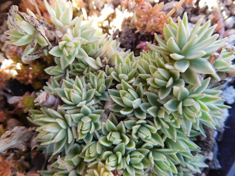 DSCN1679