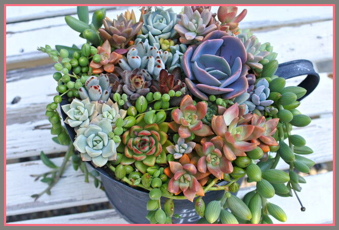 5月のデカリメ缶の多肉寄せ植え報告 手づくり 日々の暮らし