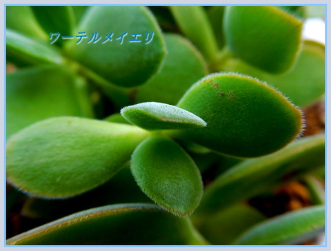 DSCN0141