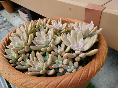 DSCN9928