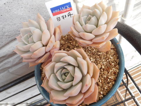 DSCN1648