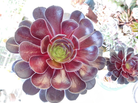 DSCN0284