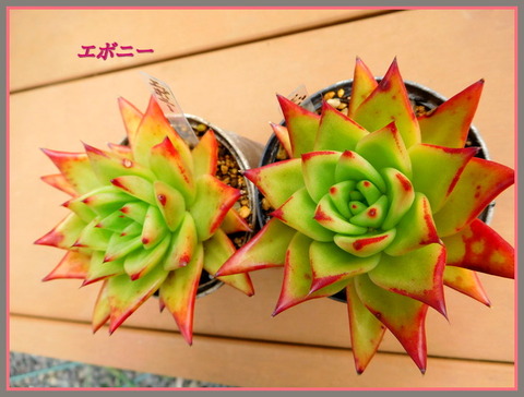 DSCN1110[1]