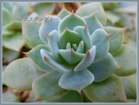 RSCN9918