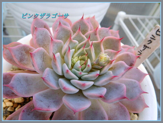 多肉の花芽と陶芸作品 手づくり 日々の暮らし