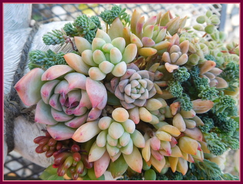 DSCN9938