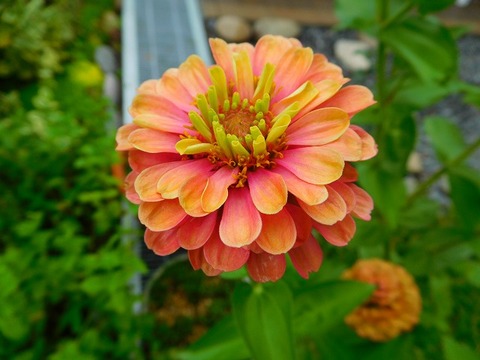 DSCN6085