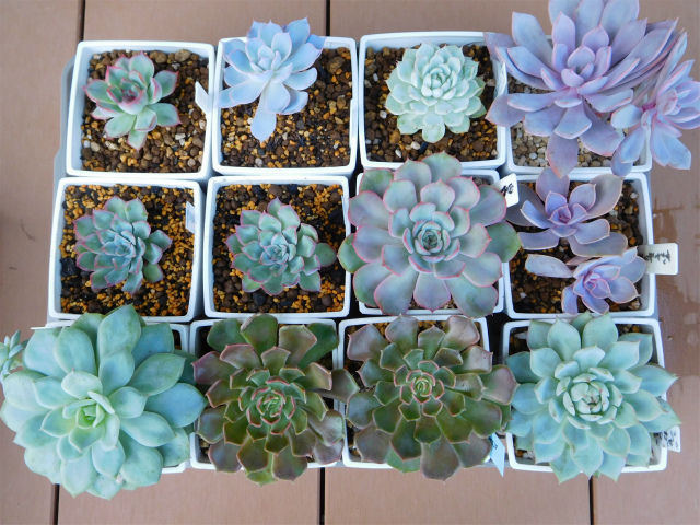 多肉の水やり オパリナとグリムワンの変身 手づくり 日々の暮らし