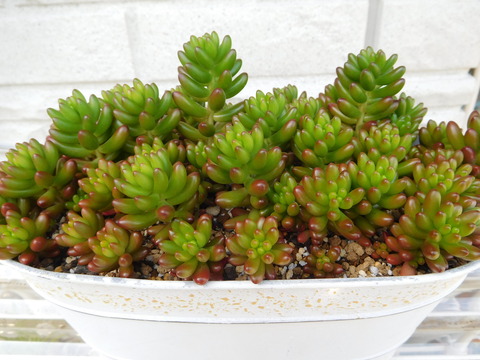 DSCN9978