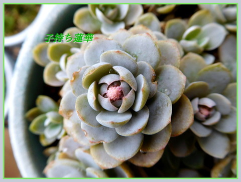 DSCN1365