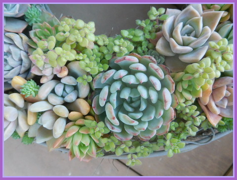 DSCN2178