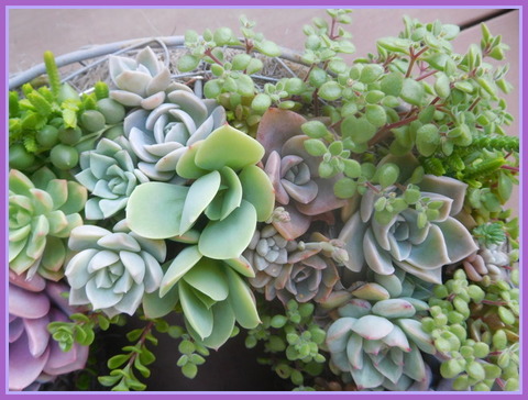DSCN2184
