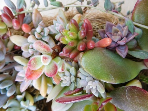 DSCN3752