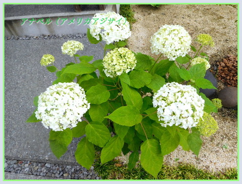 DSCN0165