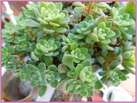 DSCN0786