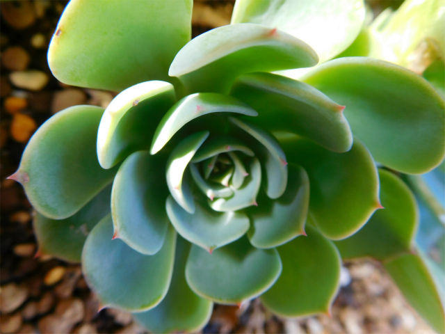 地植え多肉 七福神と虹の玉 手づくり 日々の暮らし