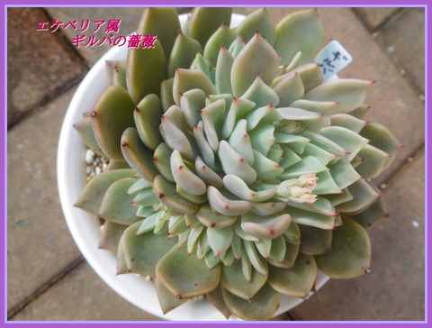 DSCN1796[1]