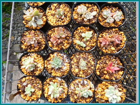 DSCN1026