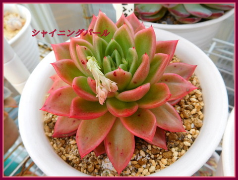 DSCN9895