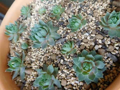 DSCN9803