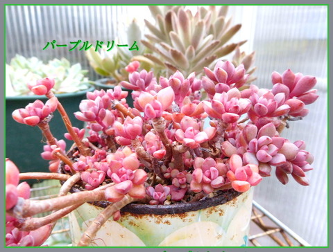 DSCN9883