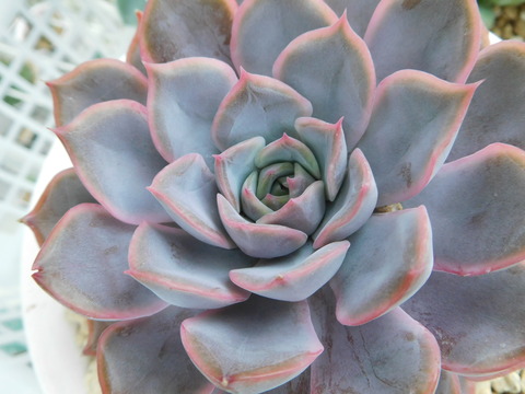 DSCN9825