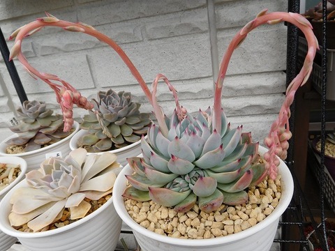 DSCN4544