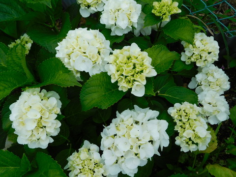 DSCN9608