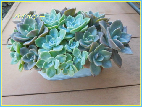 DSCN0267