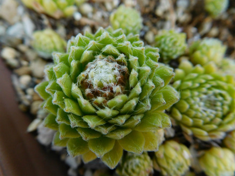 sDSCN9821