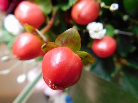 DSCN3974