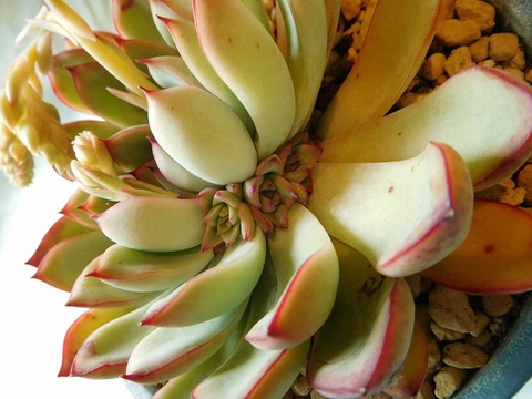 DSCN4196