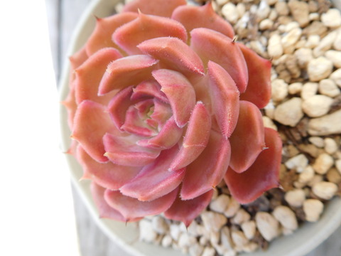 DSCN9931
