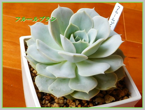 RSCN0986